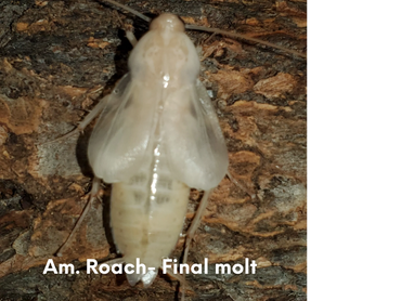 American Roach- Final molt.  Wings will grow to full length in an hour or so.
