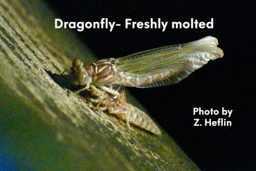 Dragonfly, freshly molted. At its most vulnerable till the wings dry and it can fly.
