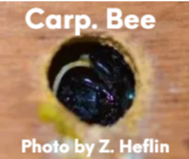 Carpenter Bee is about to emerge from its baby gallery.