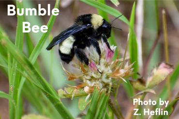 Bumble Bee is foraging and pollenating.