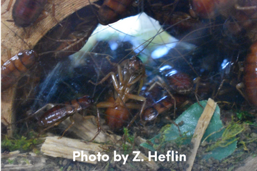 American Roach Colony. Roaches gather in small places.