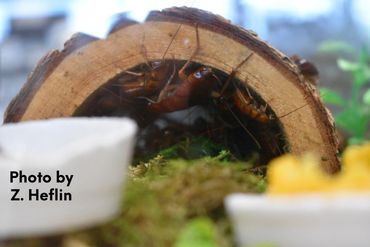 American Roach Colony. Log tunnel of roaches.