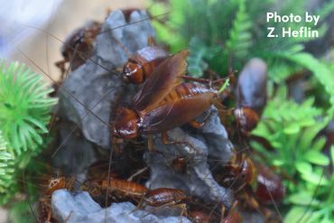 American Roach Colony