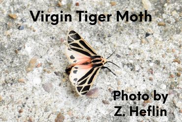 Virgin Tiger Moth trying to escape the concrete jungle.