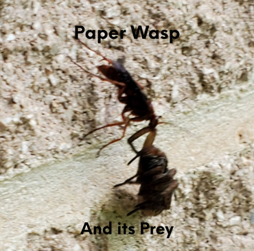 Paper Wasp