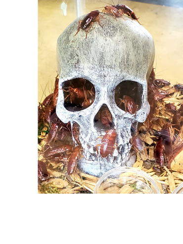 American Roaches. The skull is a favorite place to hang out.