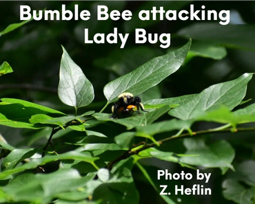 Bumble bee is feeding on Lady Bug