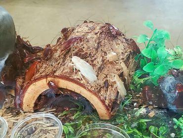 American Roaches. Several molting stages shown.