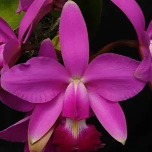Cattleya violacea