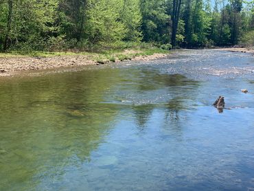 Fishing Creek at the campground flowing beside a green forest on a sunny day.