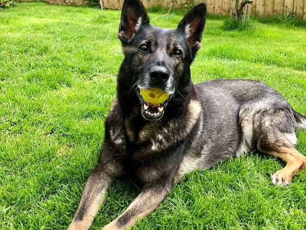 Hoby the German Shepherd. A true inspiration.