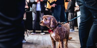 A brown dog on a leash in a crowded indoor setting.