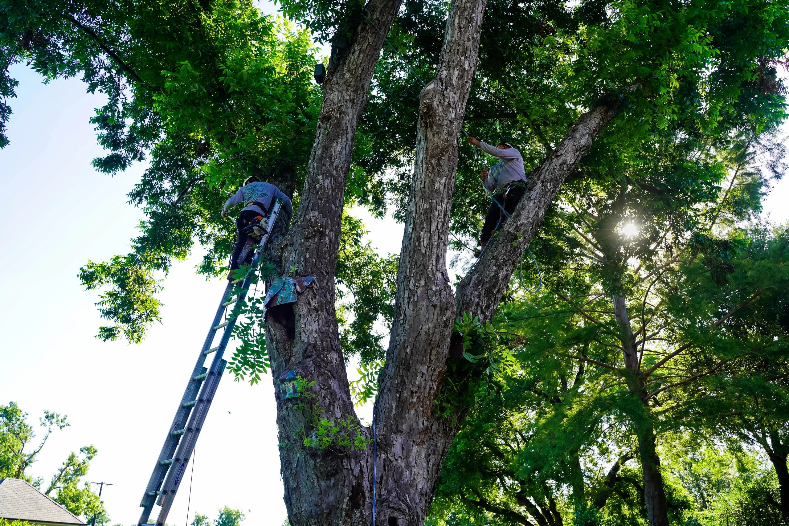 Two workers trimming a large tree using a ladder and ropes.