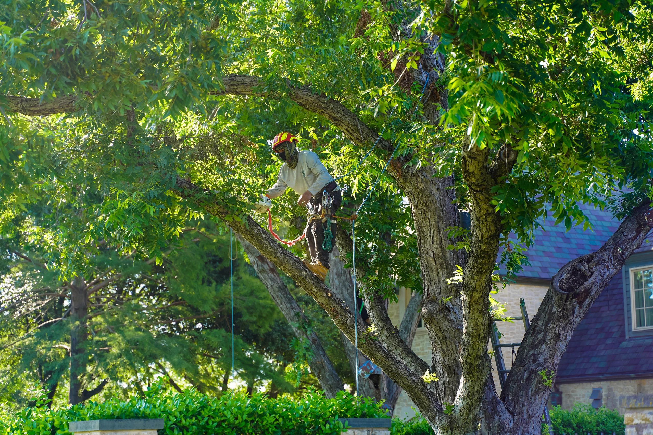 Tree worker wearing safety gear trims branches in a lush green tree.