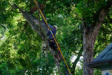 A tree worker wearing safety gear trims branches with a long pole saw.