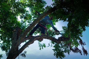 Tree worker using a chainsaw to trim branches while secured with safety gear.
