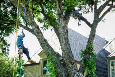 Two arborists climb a large tree near a house using safety gear.