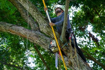 Tree worker climbing and using a pole saw for trimming.