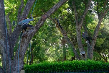 Three arborists climbing large trees with safety gear and ropes.