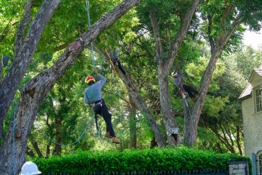 Three arborists climbing large trees, wearing safety gear and helmets.