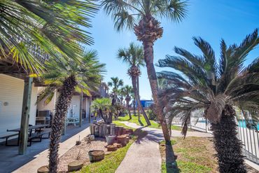 Palm trees along pool deck