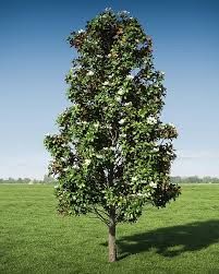 A majestic Mississippi Magnolia Tree