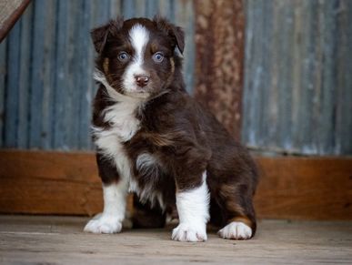 A brown and white puppy with blue eyes standing on a wooden floor.