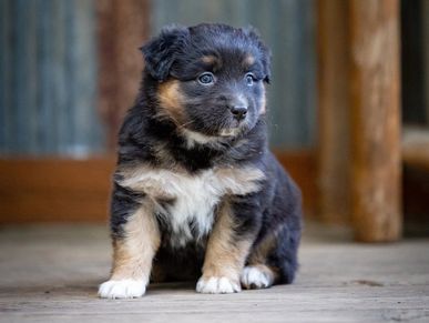 Cute black and tan puppy sitting on a wooden floor.