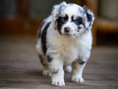 Fluffy black and white puppy with striking blue eyes.