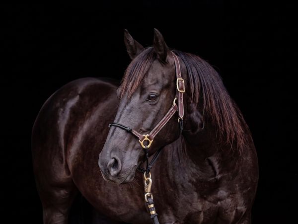 A majestic black horse with a shiny coat against a black background.
