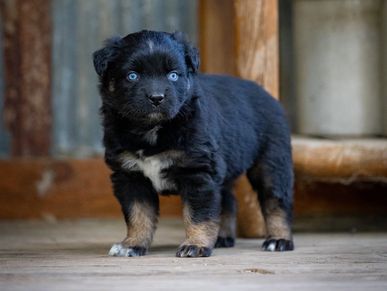 A fluffy black puppy with striking blue eyes stands on a wooden floor.