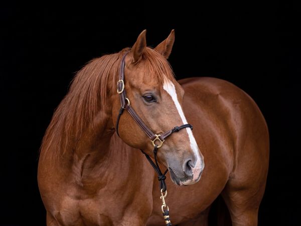 A chestnut horse with a white blaze on its face against a black background.