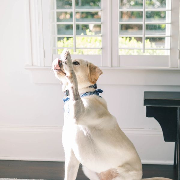 Dog raising paw indoors near window.