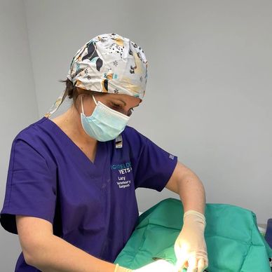 A surgeon wearing a purple top operating on a dog