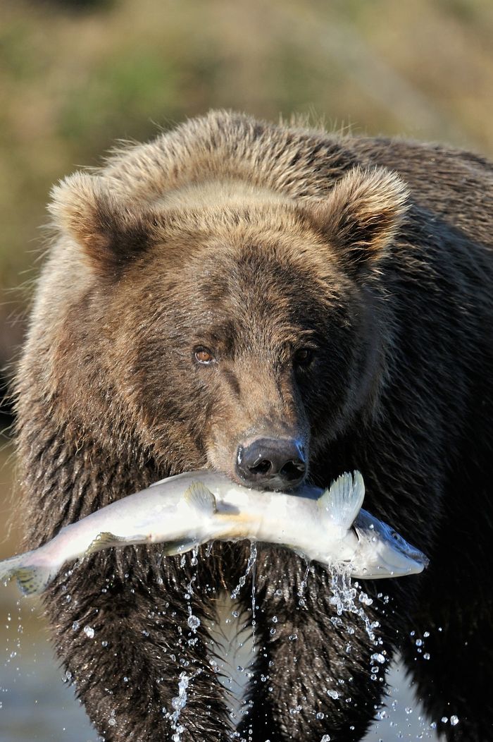 Alaskan Wild Fish and Seafood