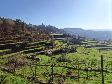 paisagem socalcos agrícolas