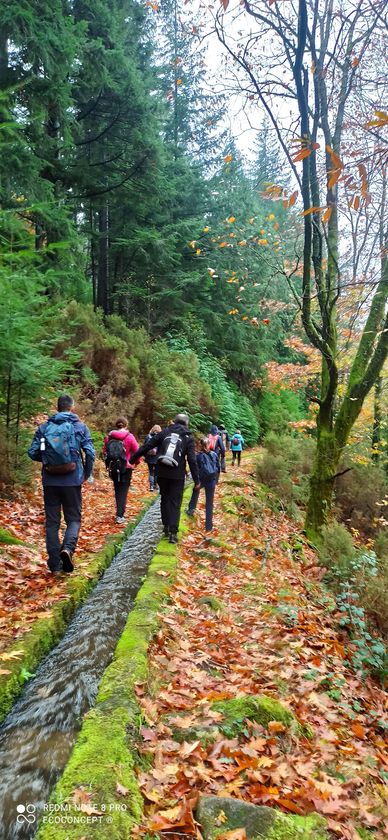 Grupo de pessoas a caminhar junto a um regato de agua, com trilho repleto de folhas e musgo verde, m