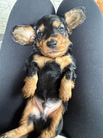Male, Black and tan, Long Haired