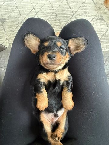 Male, Black and tan, Long Haired