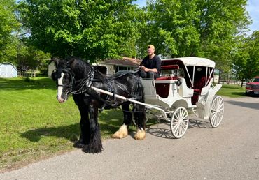 Black Gypsy Vanner Stallion RNG Jett pulling a white wedding carriage. Driving Horse with carriage