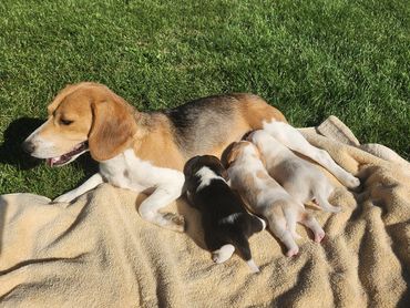 Star's first litter