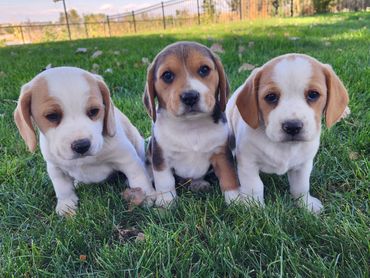 Past puppies/first litter