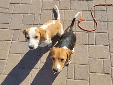 Grown up past puppies