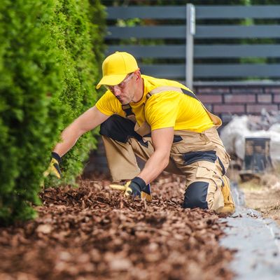 A person wearing a yellow cap and shirt with beige overalls is gardening, spreading mulch around gre