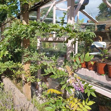 Greenhouse with climbing plants and potted flowers in sunlight.