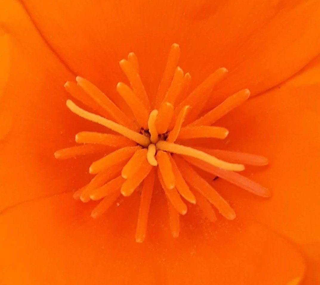 california poppy 