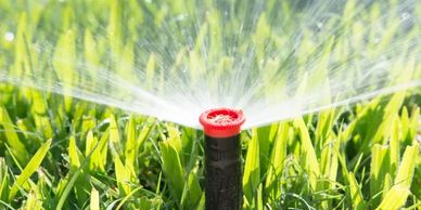 A lawn sprinkler watering green grass on a sunny day.