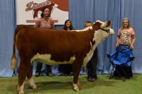 Cody Brown and YCC GCC Ms Bliss's Beauty 1302 - Champion Hereford heifer in Ring A - Kansas State U