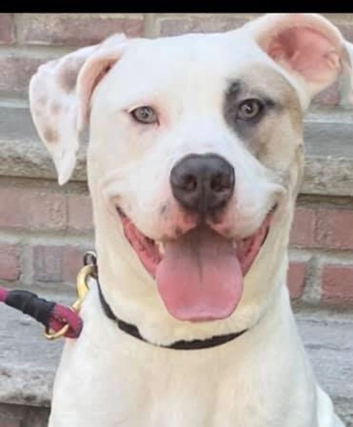 Tyrian is an American Bulldog Mix and weighs about 80 lbs. He is 12 to 18 months old.
Selective with