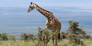 safari africa tanzia zanzibar kenya package wild animals 